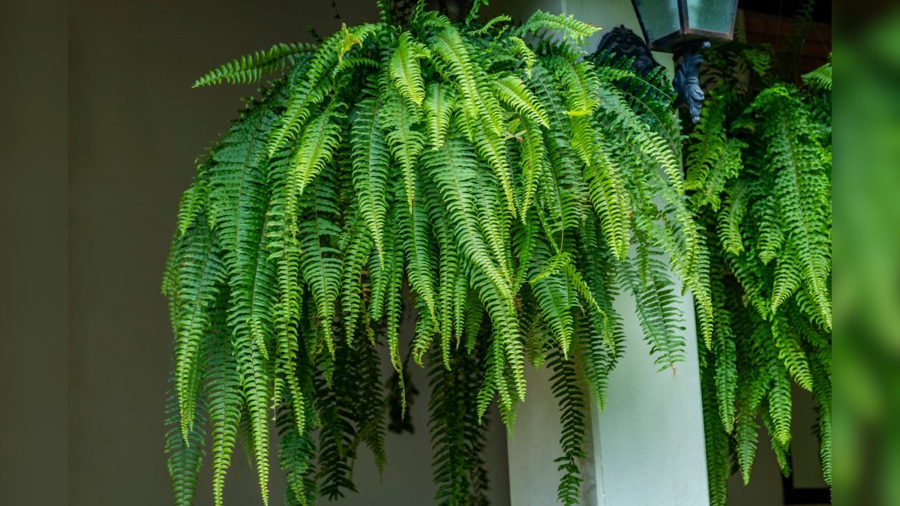 Samambaia: decora e purifica o ar, mantendo a umidade. - Canva/ND