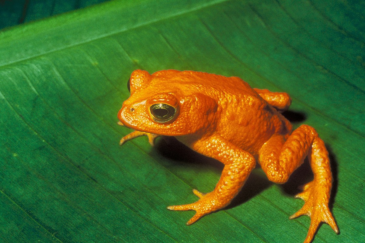 Sapo dourado