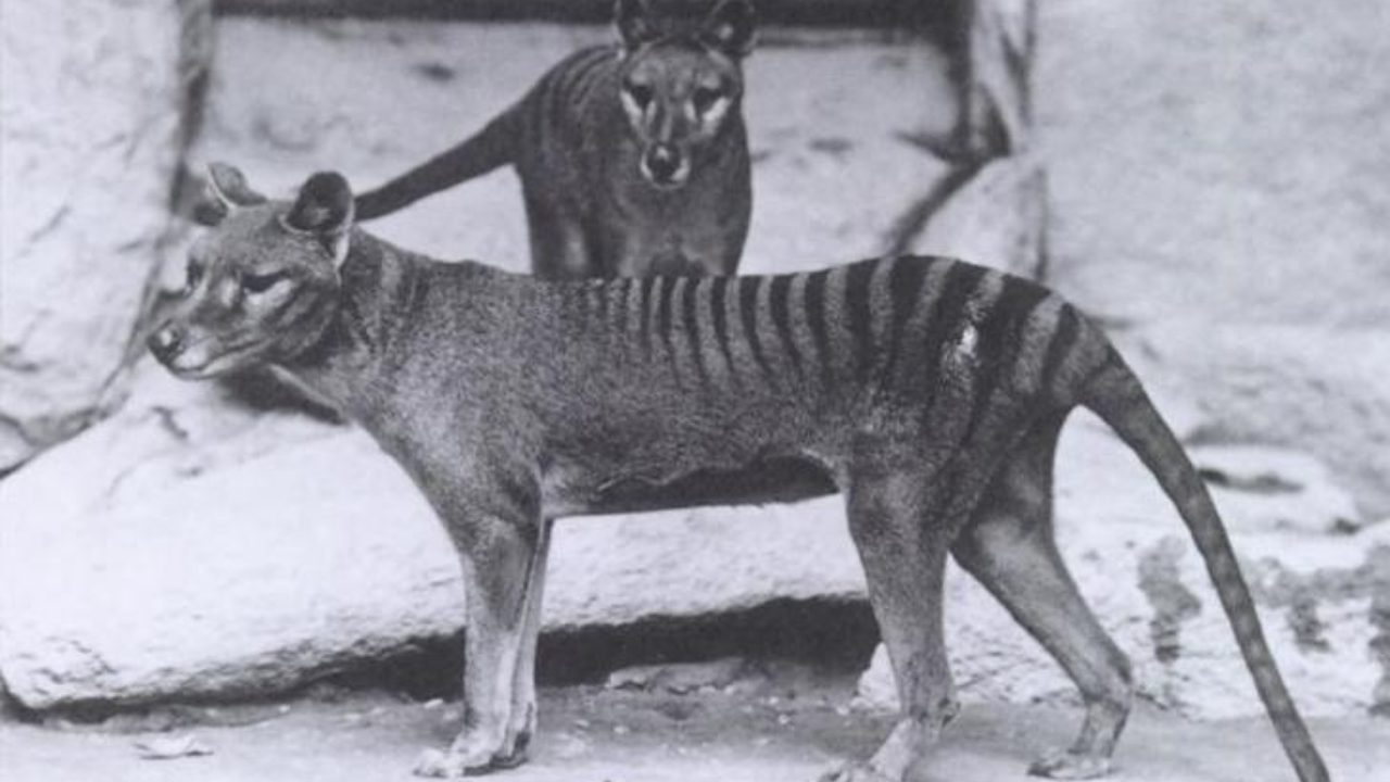 Tigre-da-Tasmânia