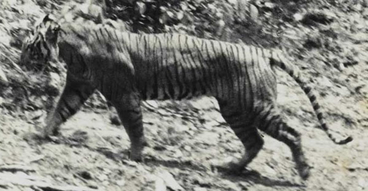 Tigre-de-Java