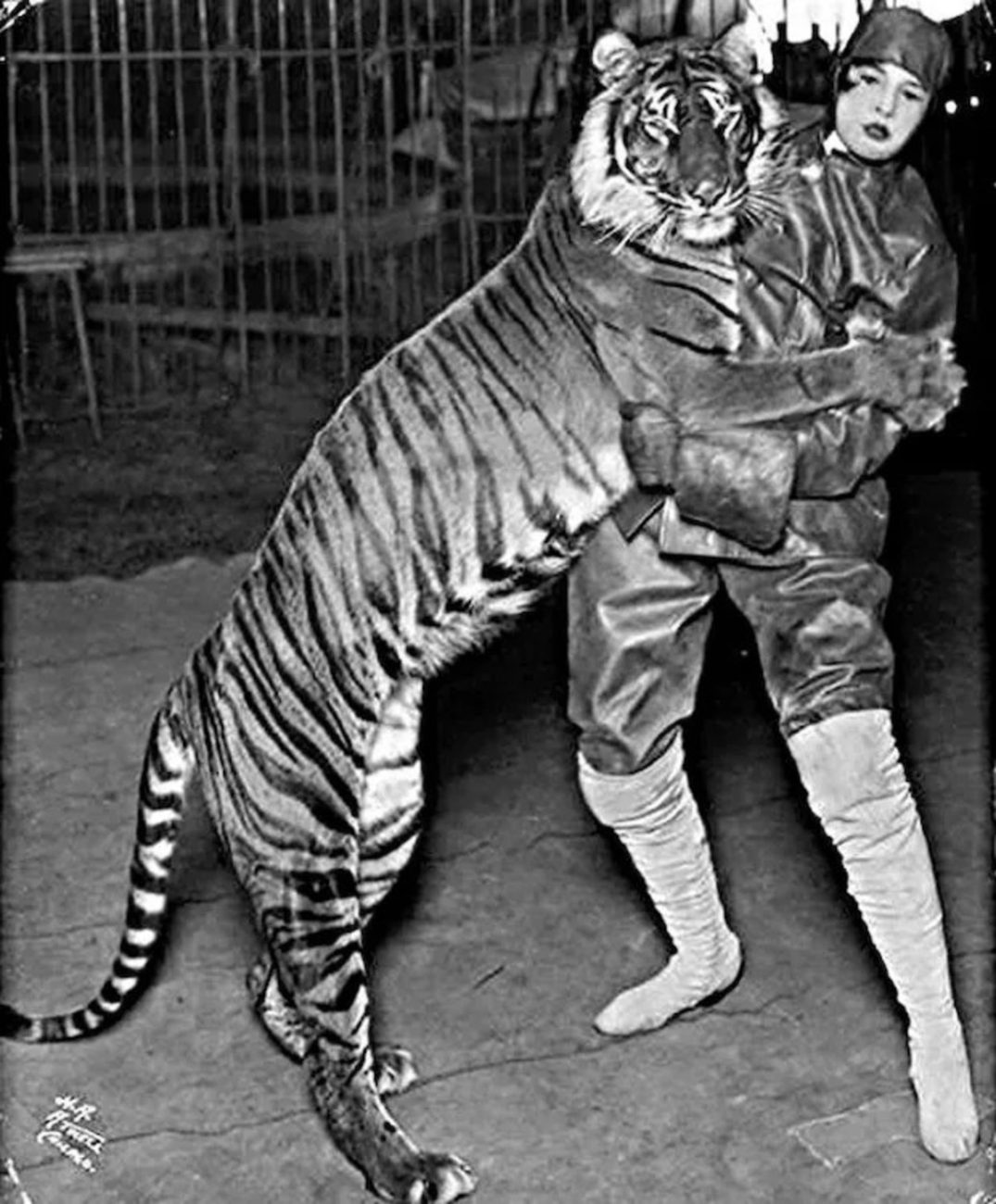 Tigre-de-Bali