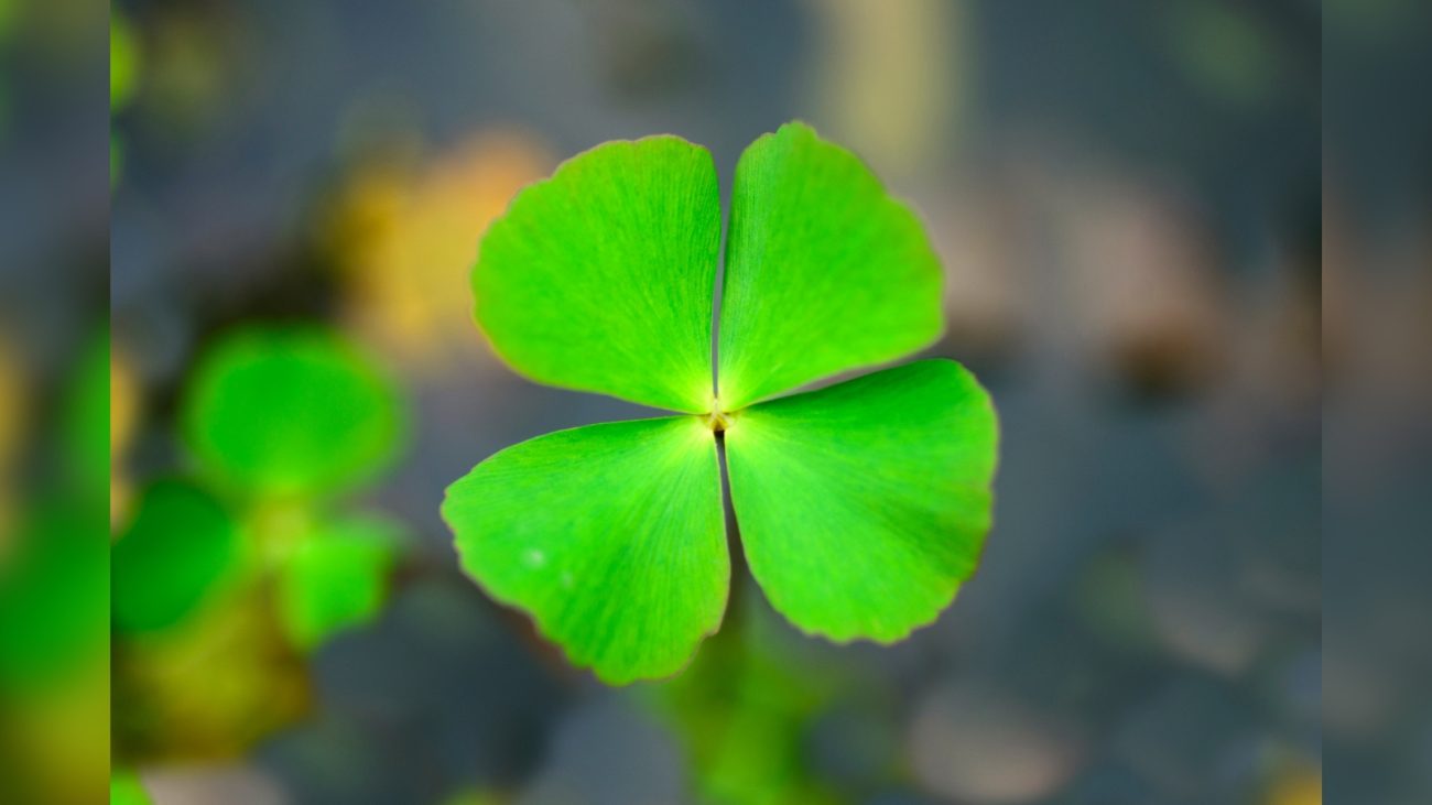 Imagem de um trevo de quatro folhas em destaque, com folhas verdes vibrantes em formato de coração. O fundo está desfocado em tons esverdeados e acinzentados, destacando ainda mais o trevo no centro da imagem