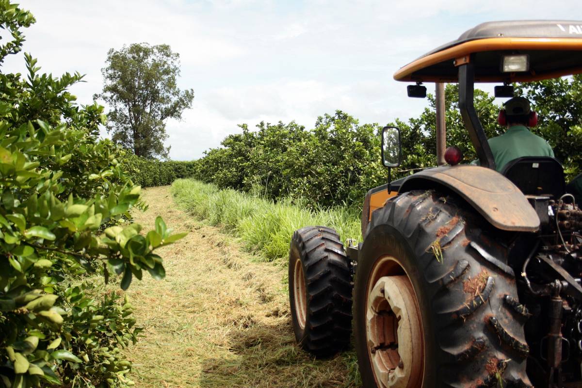 Agricultores europeus temem a concorrência dos produtos brasileiros e denunciam descumprimento de regras sanitáriasFoto: Divulgação/Governo de SP/ND