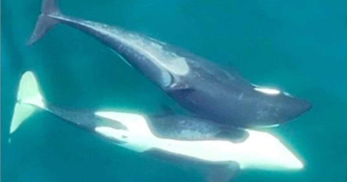 Orcas fazendo allokelping