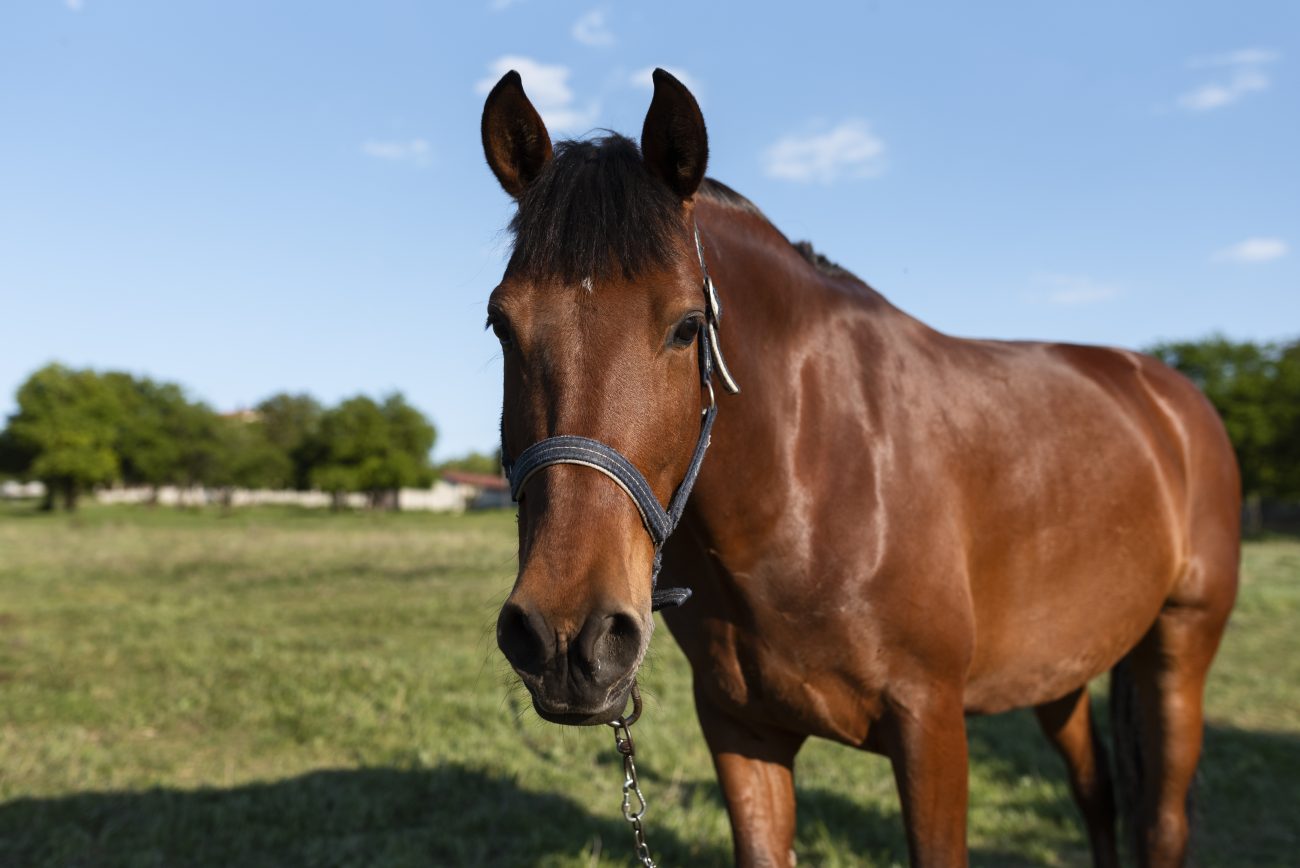 Foto ilustrativa de um cavalo marrom no campo