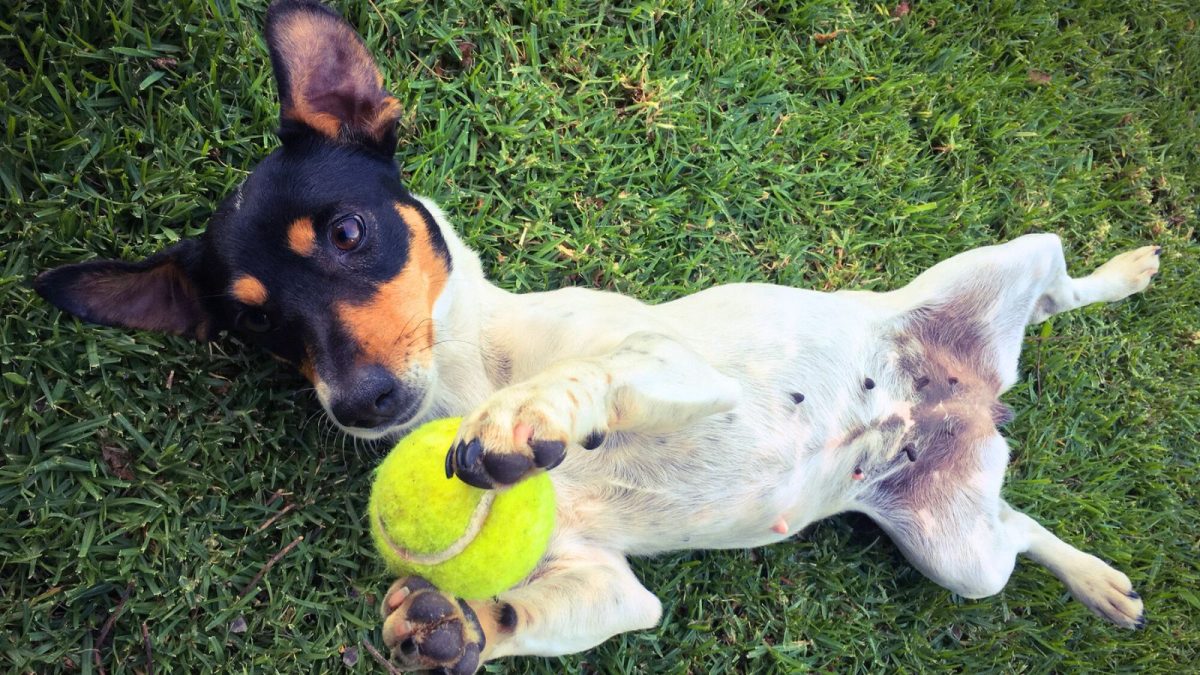 Os Nomes de Cão Mais Populares em Portugal: Descubra as Tendências e o Significado por Trás das Escolhas