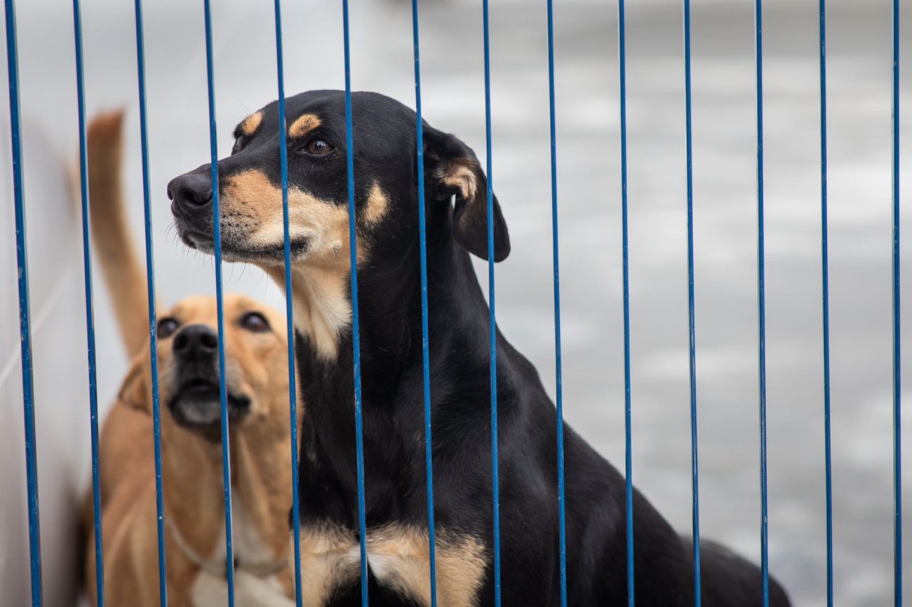 Hospital veterinário gratuito em Florianópolis
