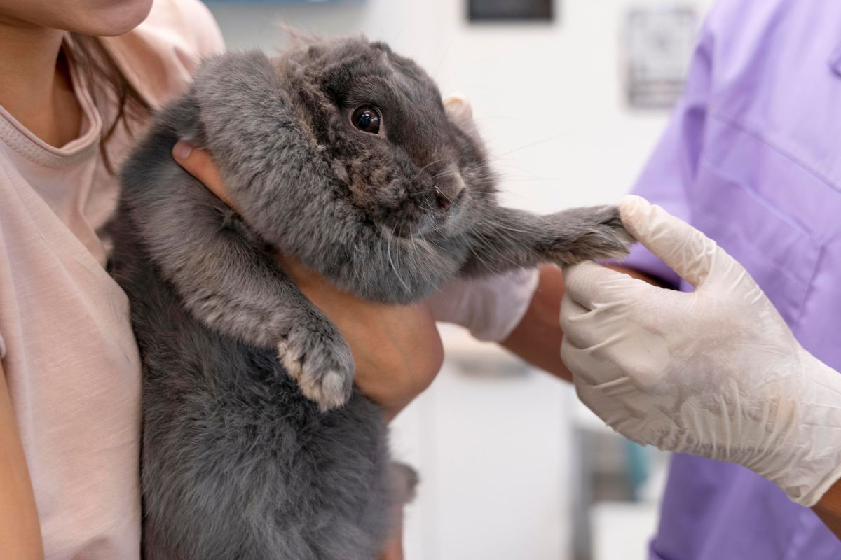 Câmara aprova projeto que proíbe testes em animais; entenda