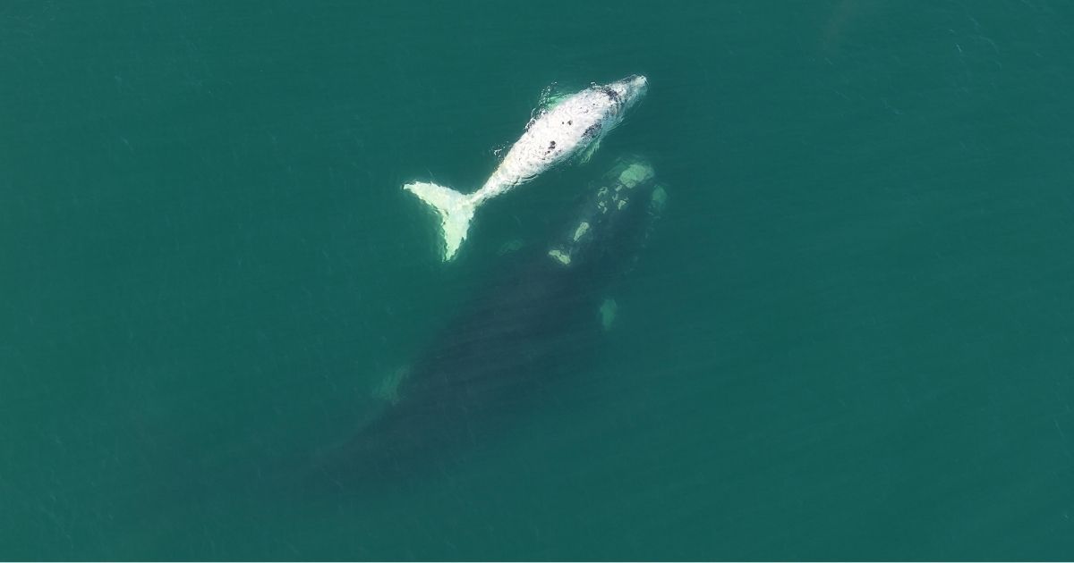 Imagem de uma baleia-franca-com seu filhote semi-albino, nadando nos mares de Laguna, para mostra para as pessoas como pode ver esses animais na cidade 
