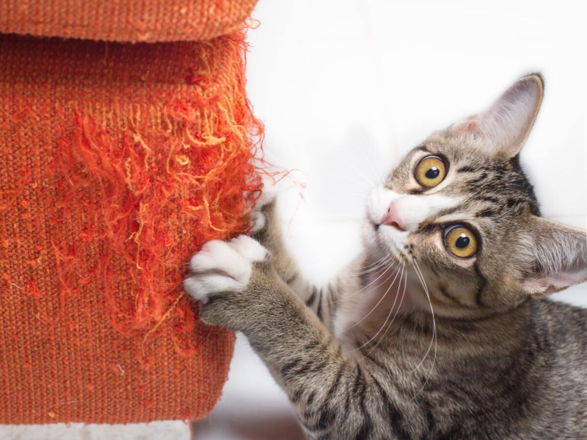 gato arranhando sofá