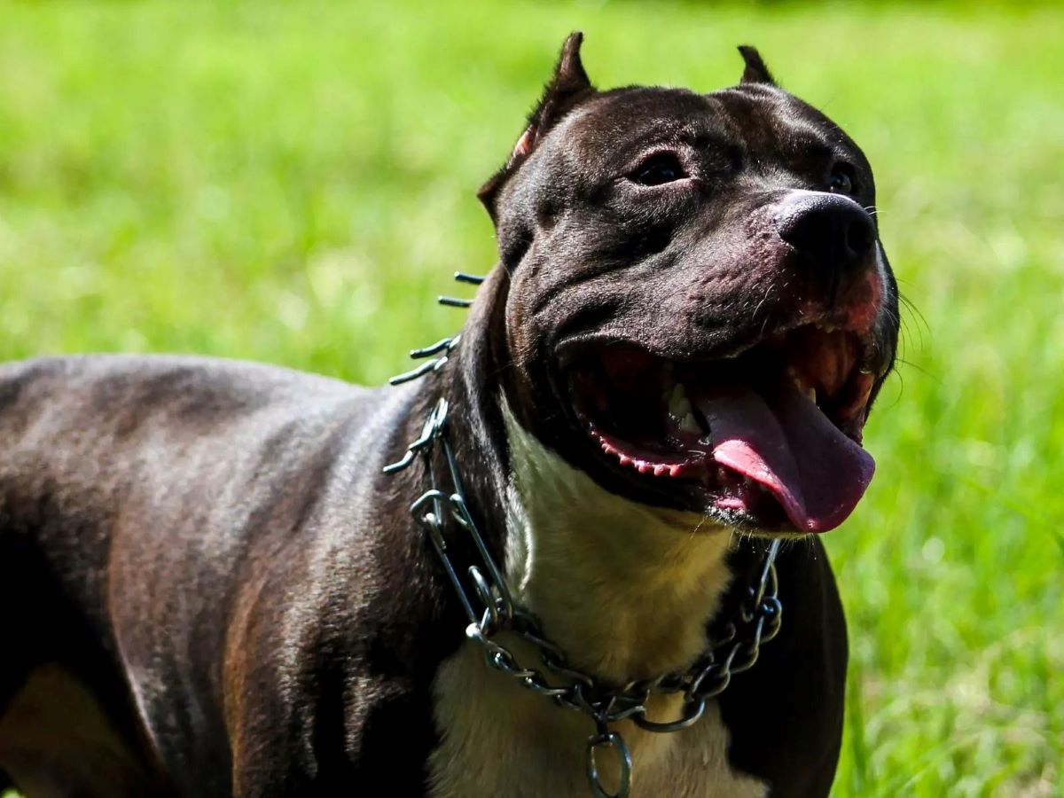 Na regulamentação estadual, Pit bulls só poderão ser conduzidos por maiores de 18 anos por meio de guias com enforcador e focinheira