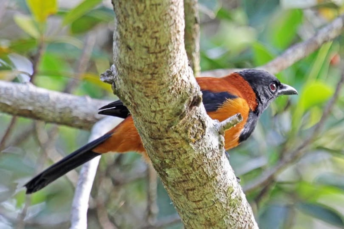  pitohui-encapuzado