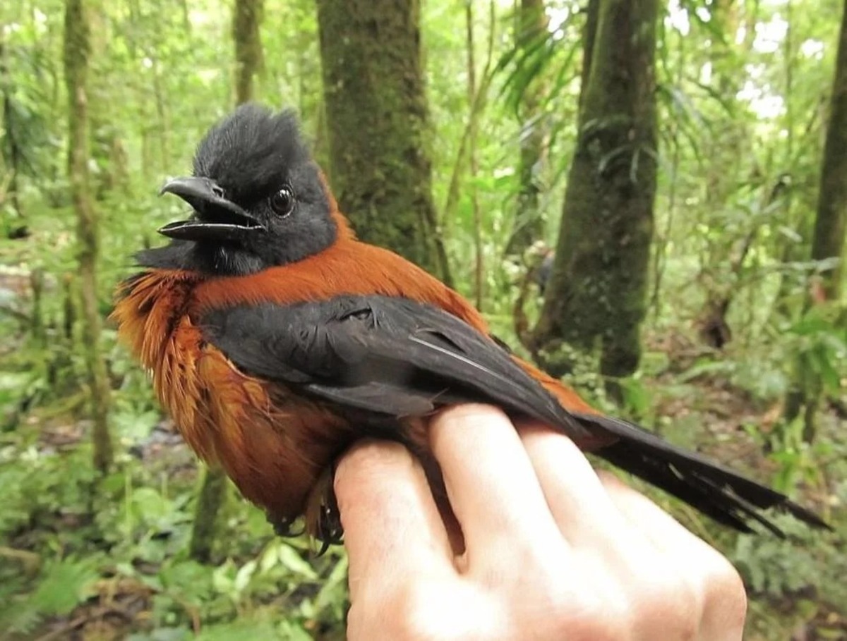  pitohui-encapuzado