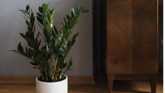 Plantas para ambientes sem janela: 10 opções que sobrevivem bem sem luz