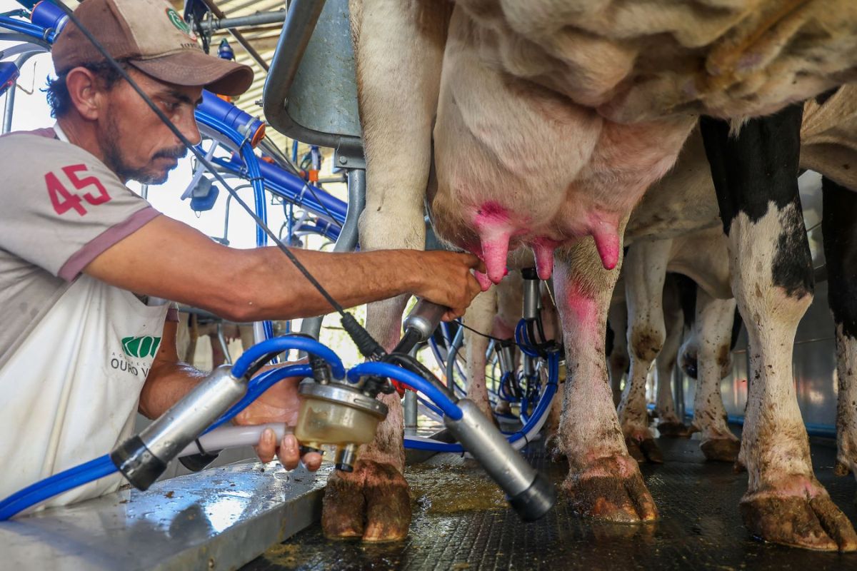 Hình ảnh cho thấy một công nhân đang vắt sữa bò để minh họa cho các khoản đầu tư mới vào sản xuất sữa do Chính phủ Liên bang công bố.