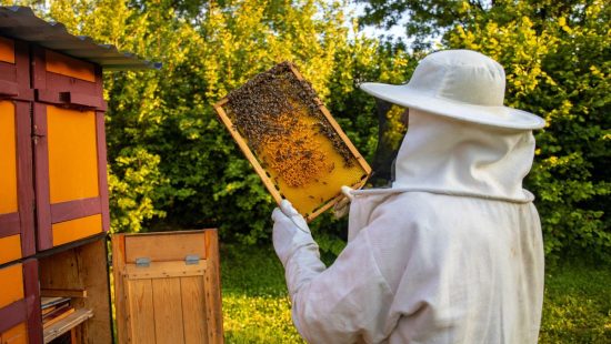 Como defensivos agrícolas e falta de espaço dificultam a vida do apicultor em SC