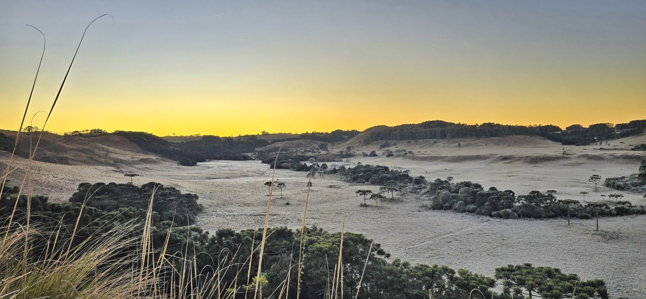 Foto de São Joaquim, na Serra Catarinense em 2025. Imagem horizontal mostra um amplo campo verde coberto pela geada. Ao redor do campo, araucárias e outras árvores parcialmente cobertas pela geada. No horizonte, o sol está nascendo e o céu degradê em cores de azul e amarelo. 