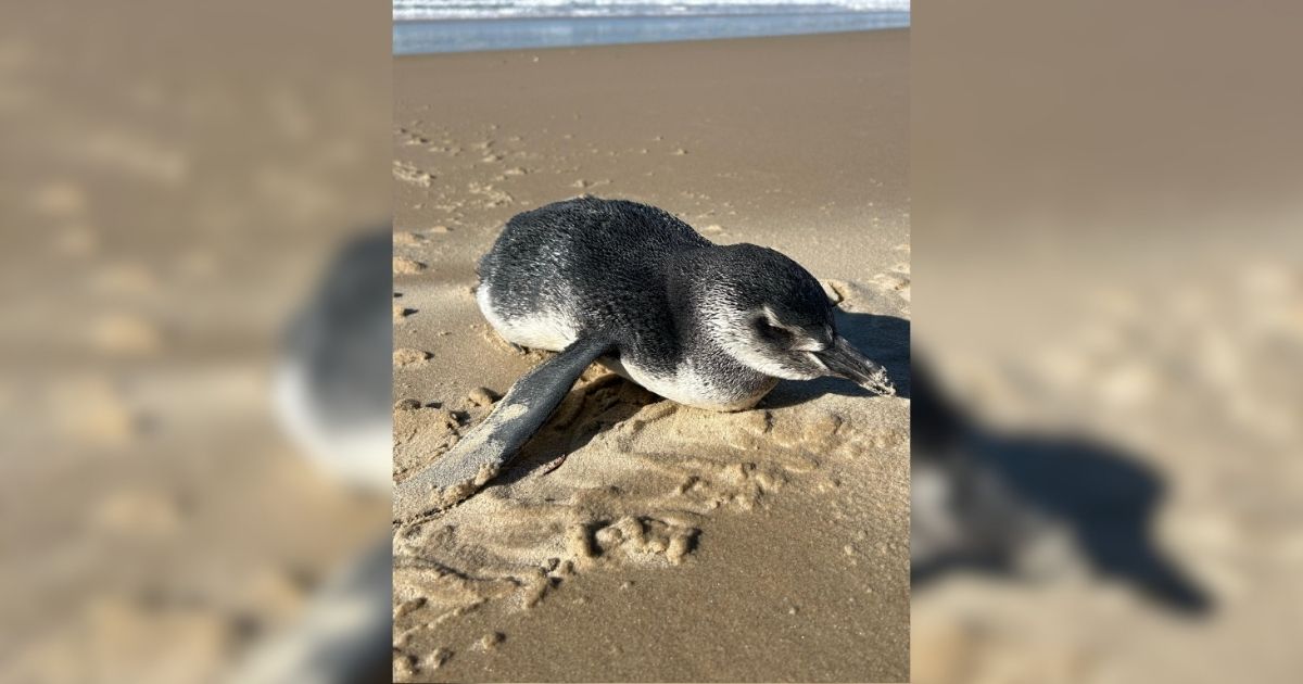 Pinguins em Araranguá: Registro Inédito Surpreende Biólogos