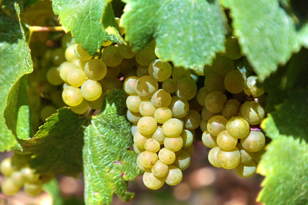Uvas Chardonnay em vinhedo em Borgonha na França