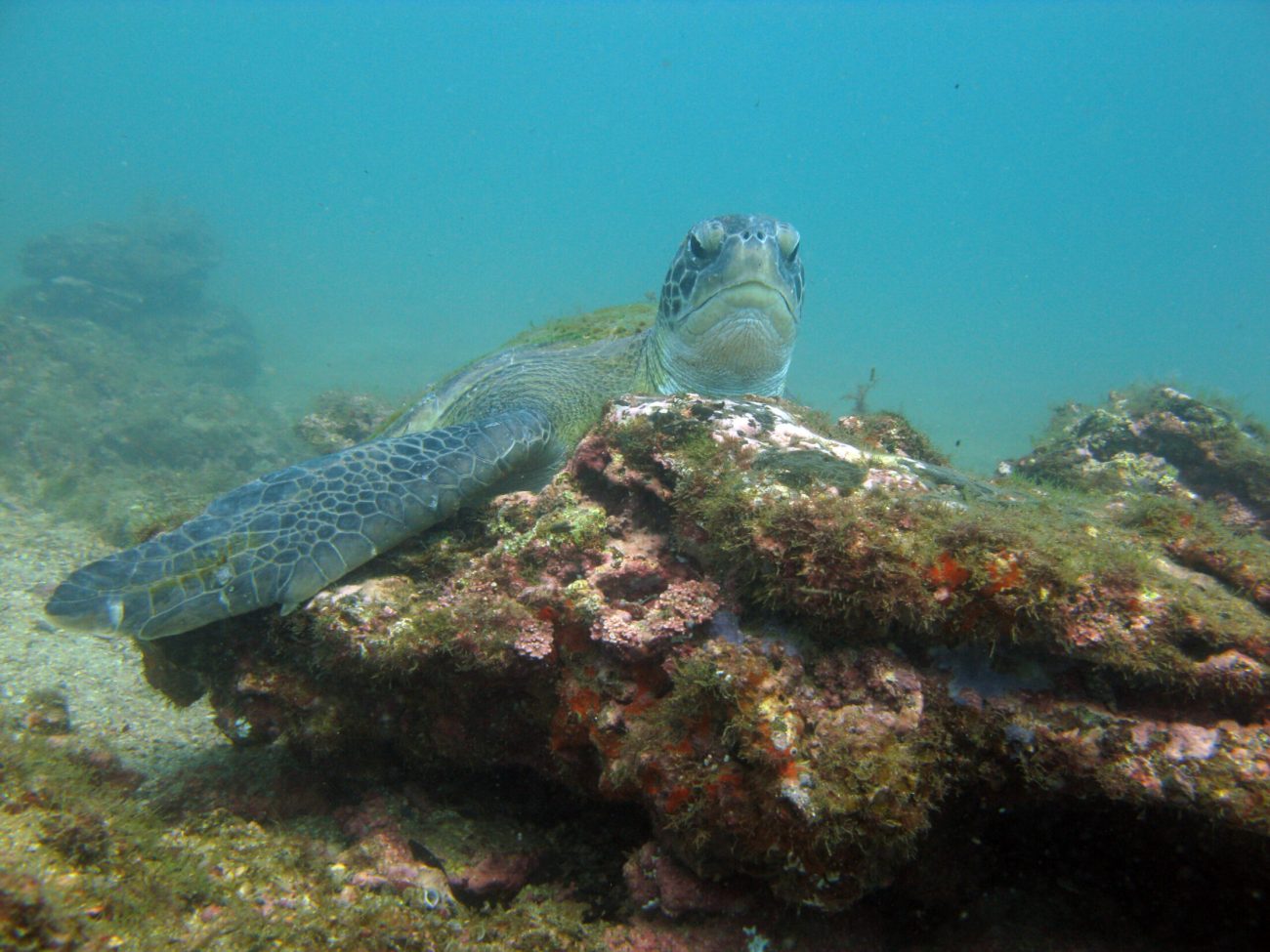 No local, é possível encontrar grande biodiversidade marinha. - Cibele Sanches/ND