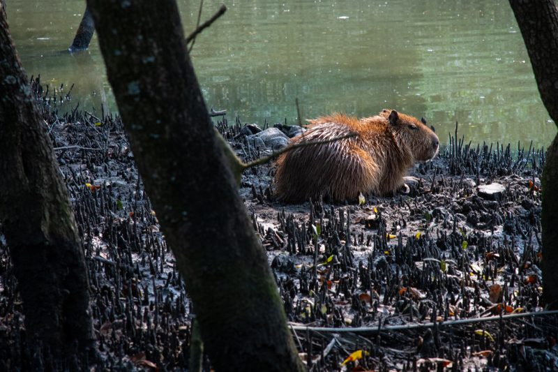 Caso registrado em Santa Catarina alerta para perigos da aproximação de capivaras em áreas urbanas - Allan Carvalho/PMF/ND