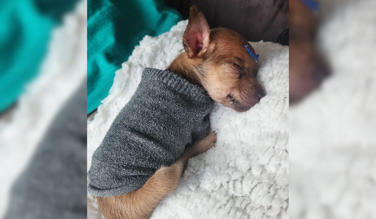 Casal que vendia cães na OLX é indiciado por maus-tratos após animal morrer em Florianópolis 