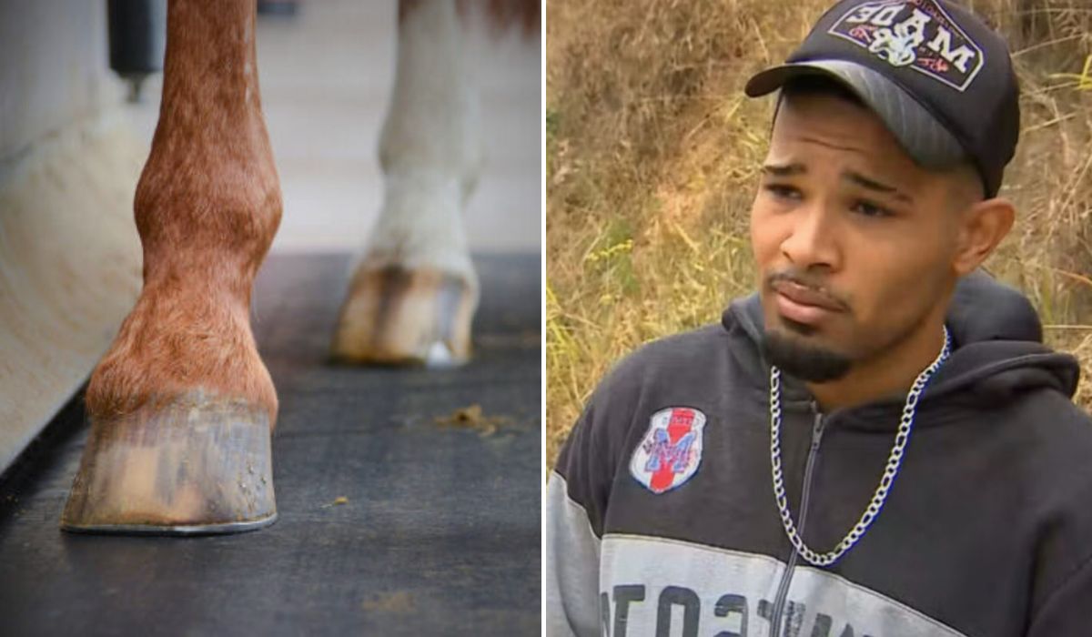 Cavalo mutilado em Bananal: polícia já prendeu alguém?