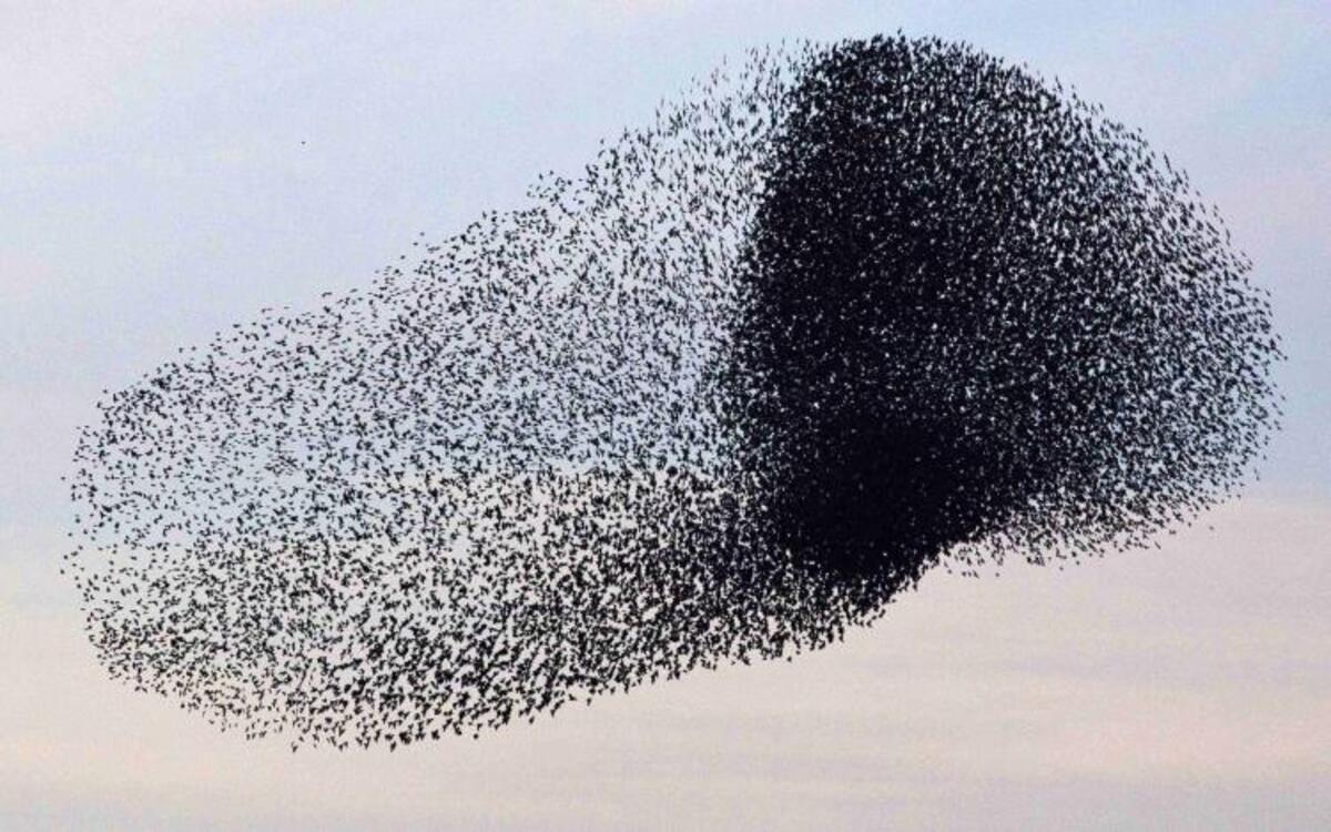 estorninhos, que são aves que voam em bando, formando figuras no céu