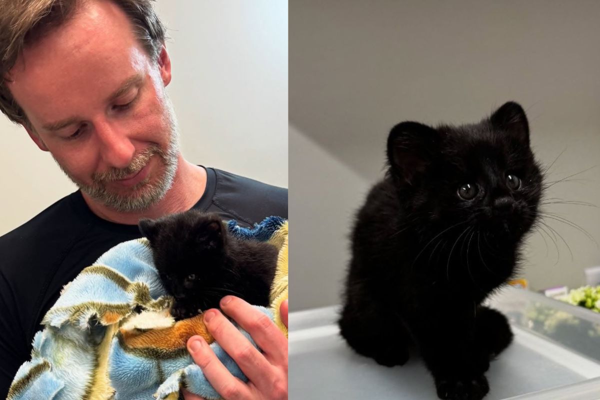 De cervo a gato-do-mato melânico: registros de animais raros chamam atenção no Norte de SC