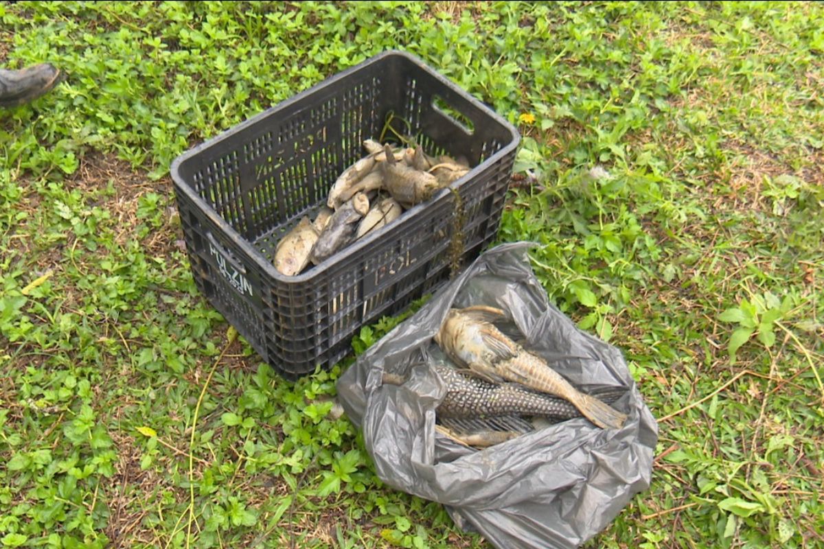 Peixes foram encaminhados ao aterro sanitário de Mafra; Polícia Ambiental participa das apurações – Foto: André Borges/ND