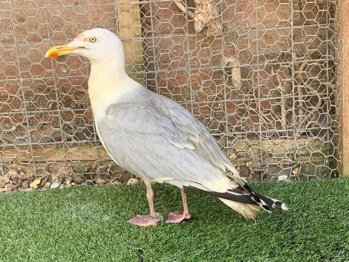 Gaivota limpa após o banho