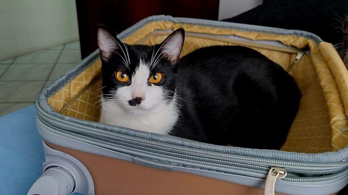 FOTOS: Gato que sumiu por quatro meses é encontrado graças à tecnologia em Blumenau