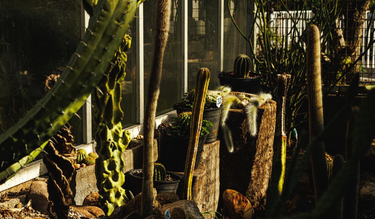 Jardim Botânico de São José abriga sede administrativa, auditório, anfiteatro, trilha ecológica, jardim sensorial, cactário, estufa de vegetação nativa e um herbário com coleção científica de plantas secas - Reprodução/Mariana Smania/PMSJ/ND