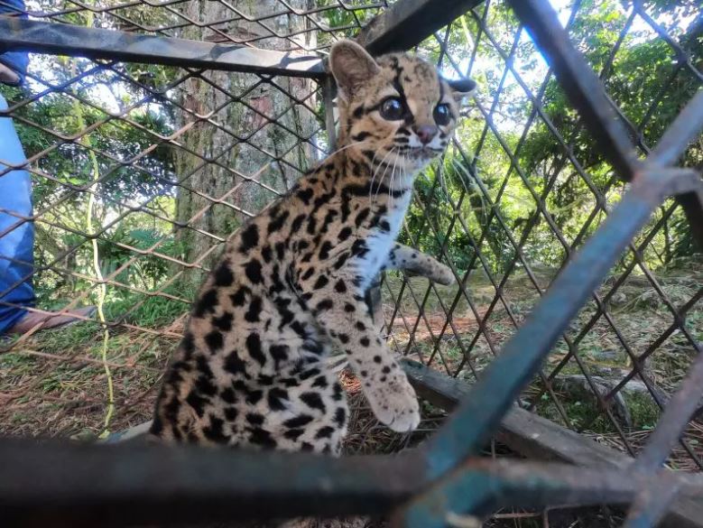 Gato da espécie Maracajá encontrado em 2019 em Jaraguá do Sul – Foto: Fujama/ND