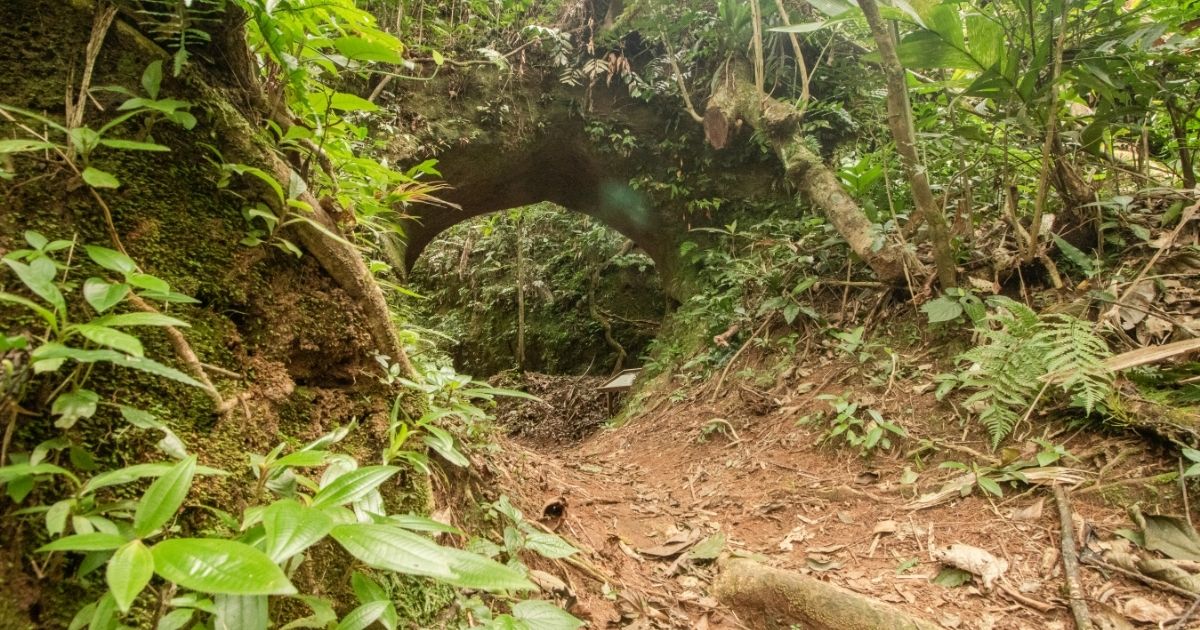 Imagem de uma paleotoca vista de fora, com muitas árvores mata fechada, para indicar como o surgimento dessa grande vegetação dificultou a habitação desses animais no futuro 