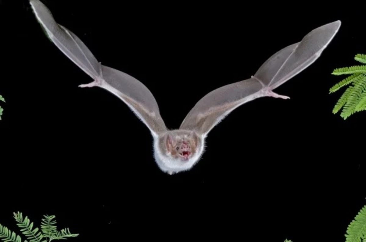 morcego-vampiro Desmodus rotundus voando