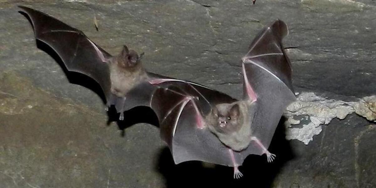morcego-vampiros Desmodus rotundus voando com um amigo