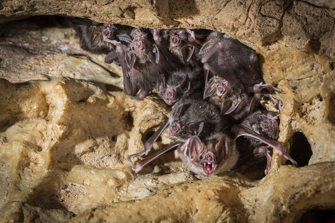 Colônia de morcego-vampiro Desmodus rotundus em uma caverna