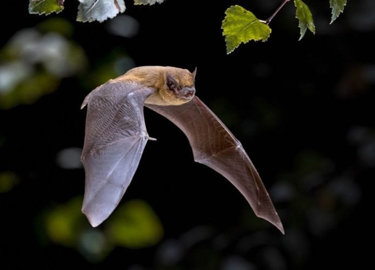 morcego-vampiro Desmodus rotundus voando