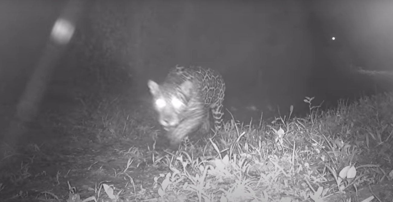 Onça-pintada captada por armadilha fotográfica