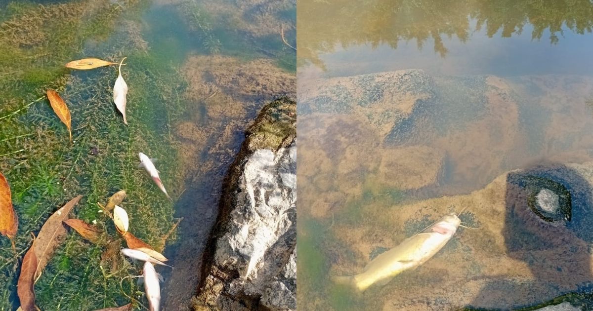 Peixes mortos em rio de SC levantam suspeita de contaminação