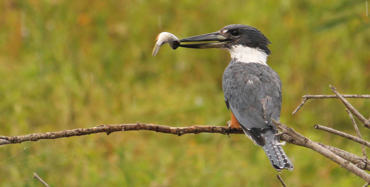 passarinho comendo