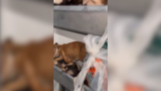 Protetor de animais que congelou cachorros no freezer em SC vira réu por maus-tratos