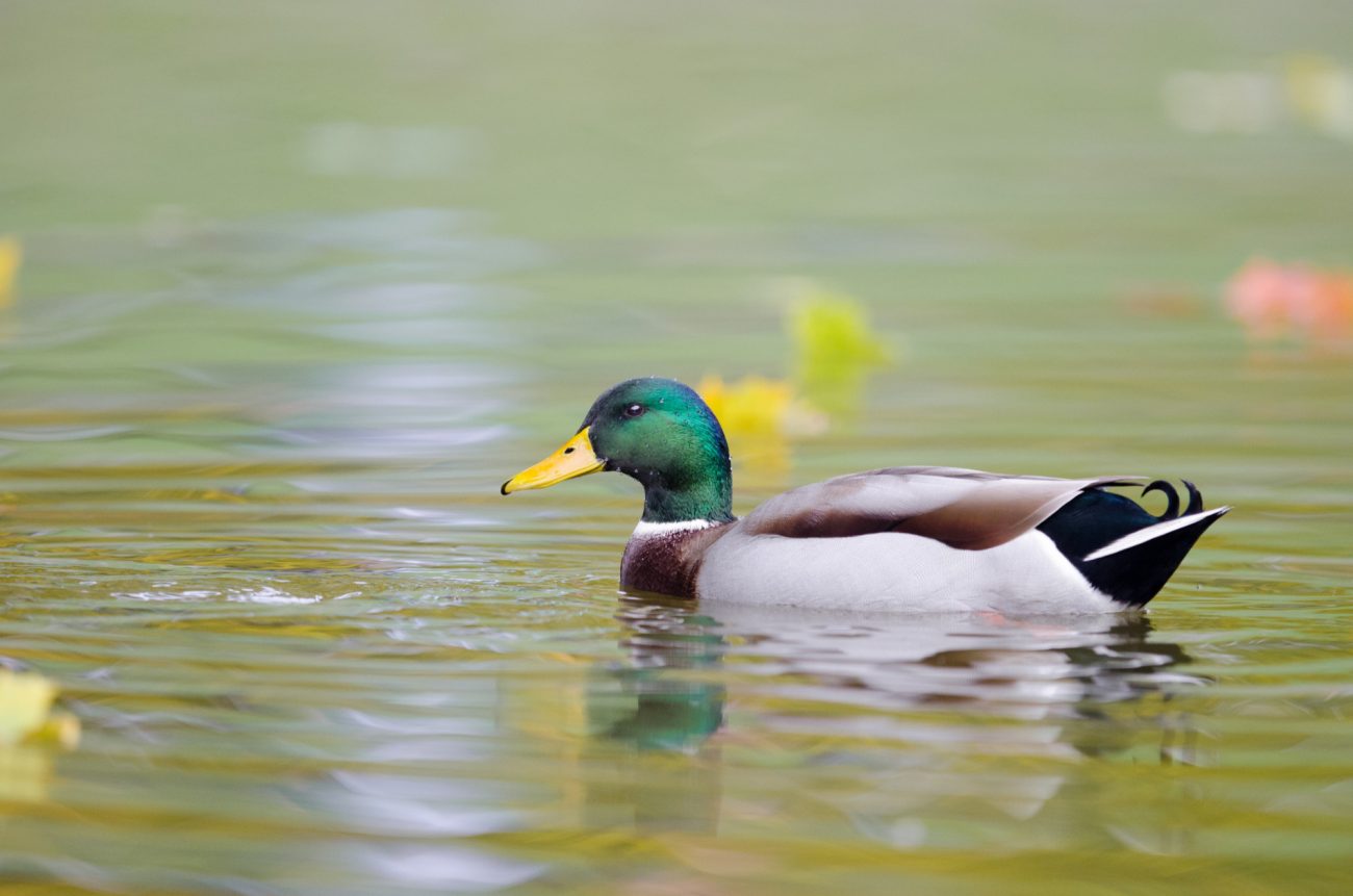 psicologiasdobrasil.com.br - As pessoas parecem calmas, mas estão à beira do colapso: o alerta da Síndrome do Pato Flutuante