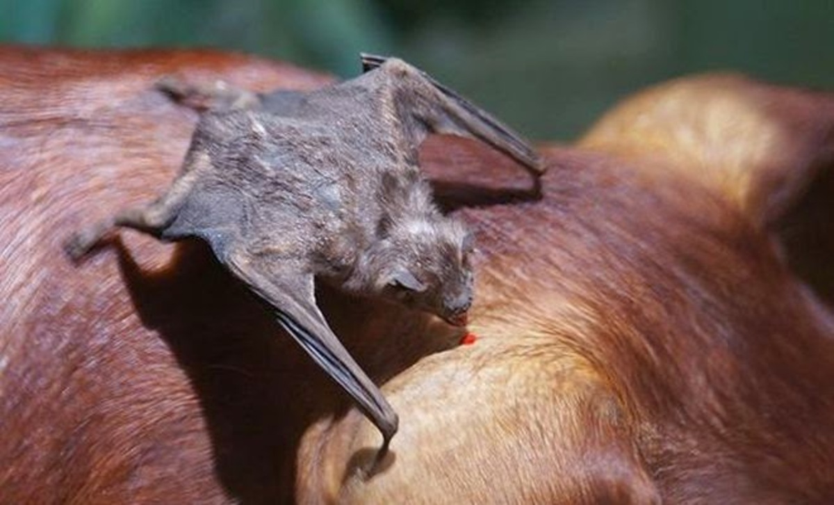 morcego-vampiro Desmodus rotundus mordendo cachorro