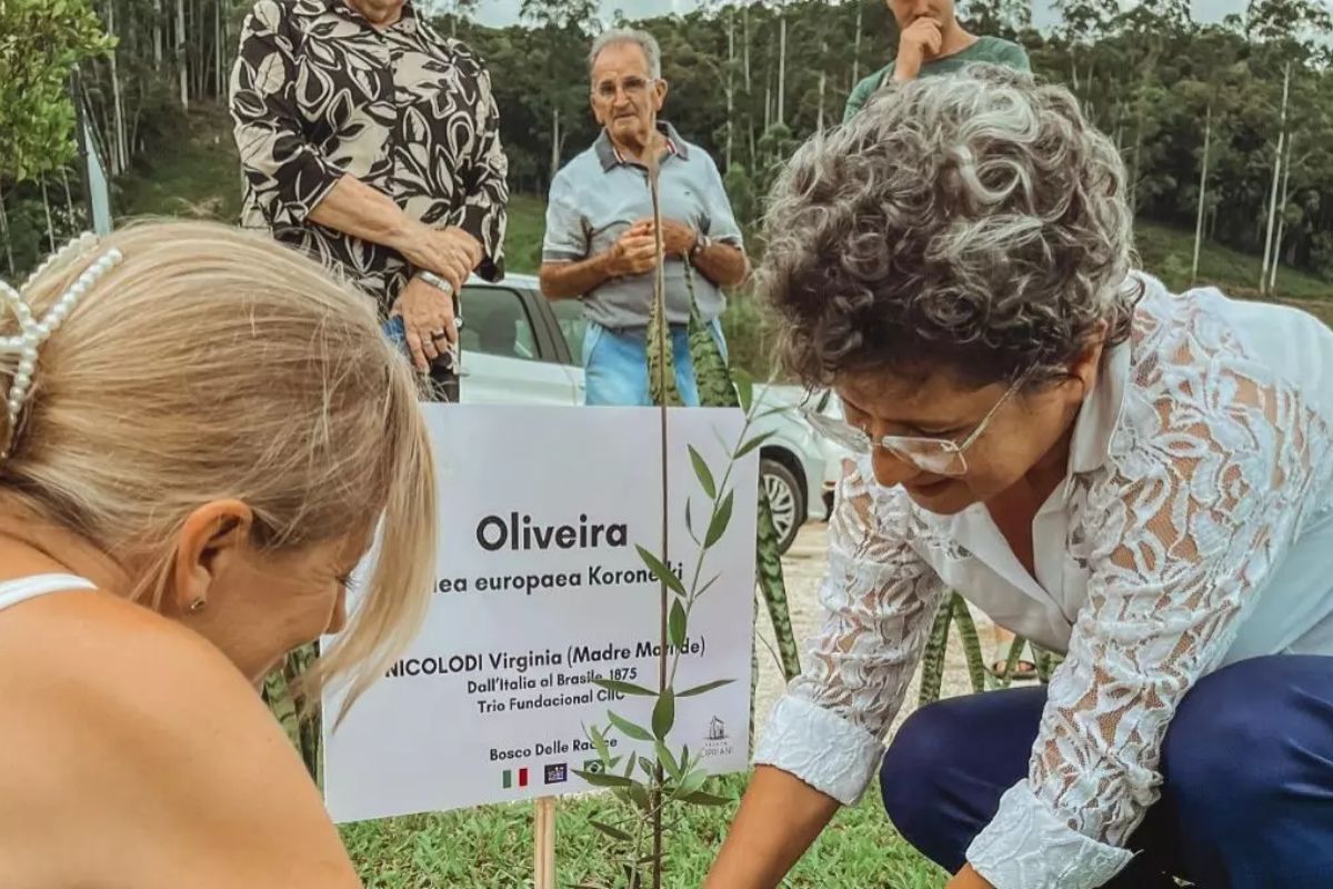 Duas etapas do plantio já aconteceram - Divulgação/ Vanessa Guarienti/ND
