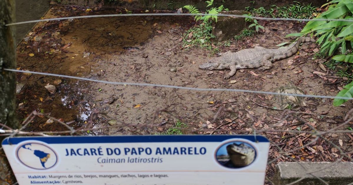 Fêmea que hoje habita sozinha o Zoobotânico – Foto: Divulgação/Prefeitura de Joinville/ND