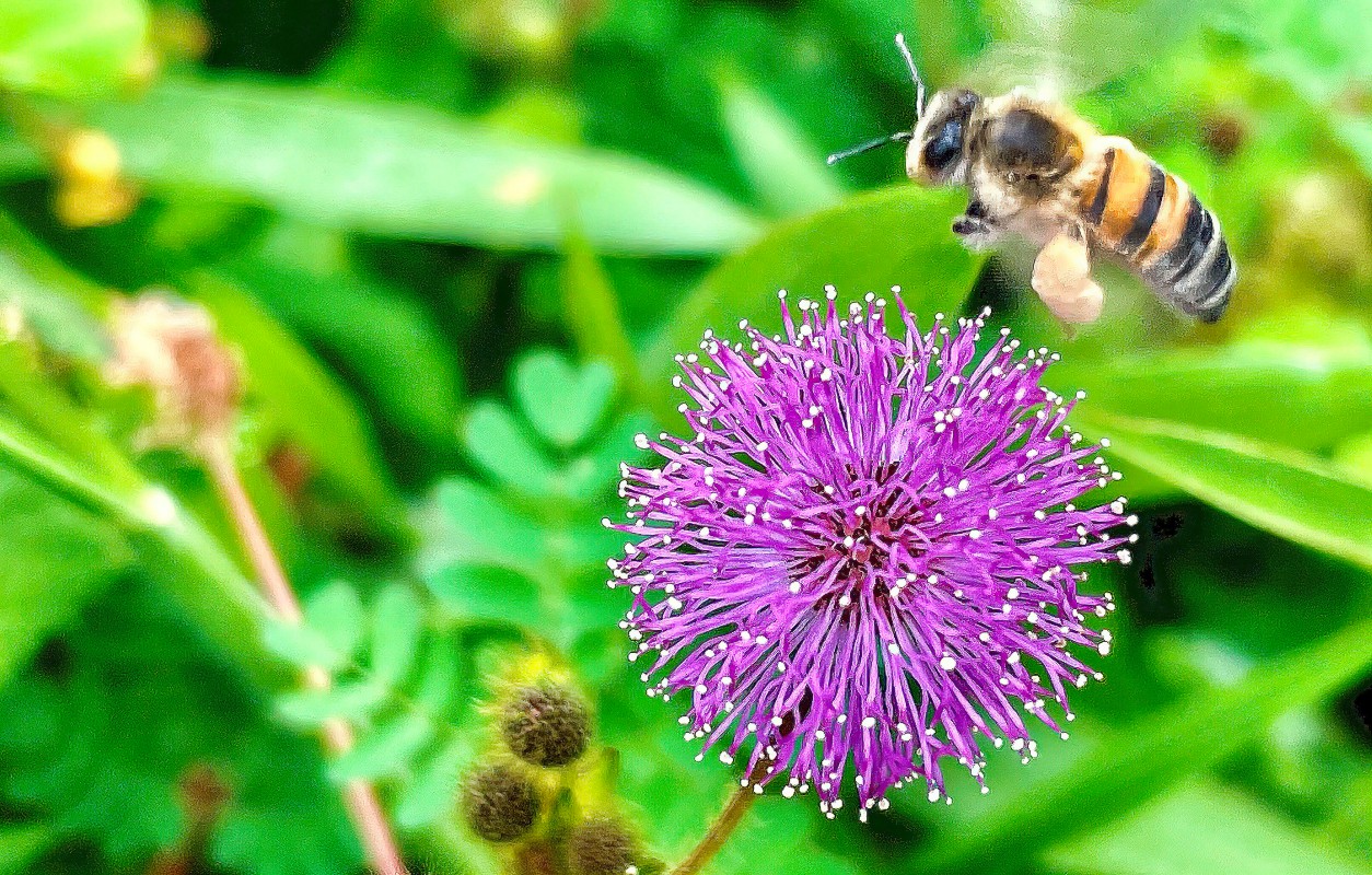 Abelha africana ou africanizada (Apis mellifera scutellata), no Parque Ecológico do Lago Norte em Brasília (DF). Ilustra matéria sobre animais em extinção.