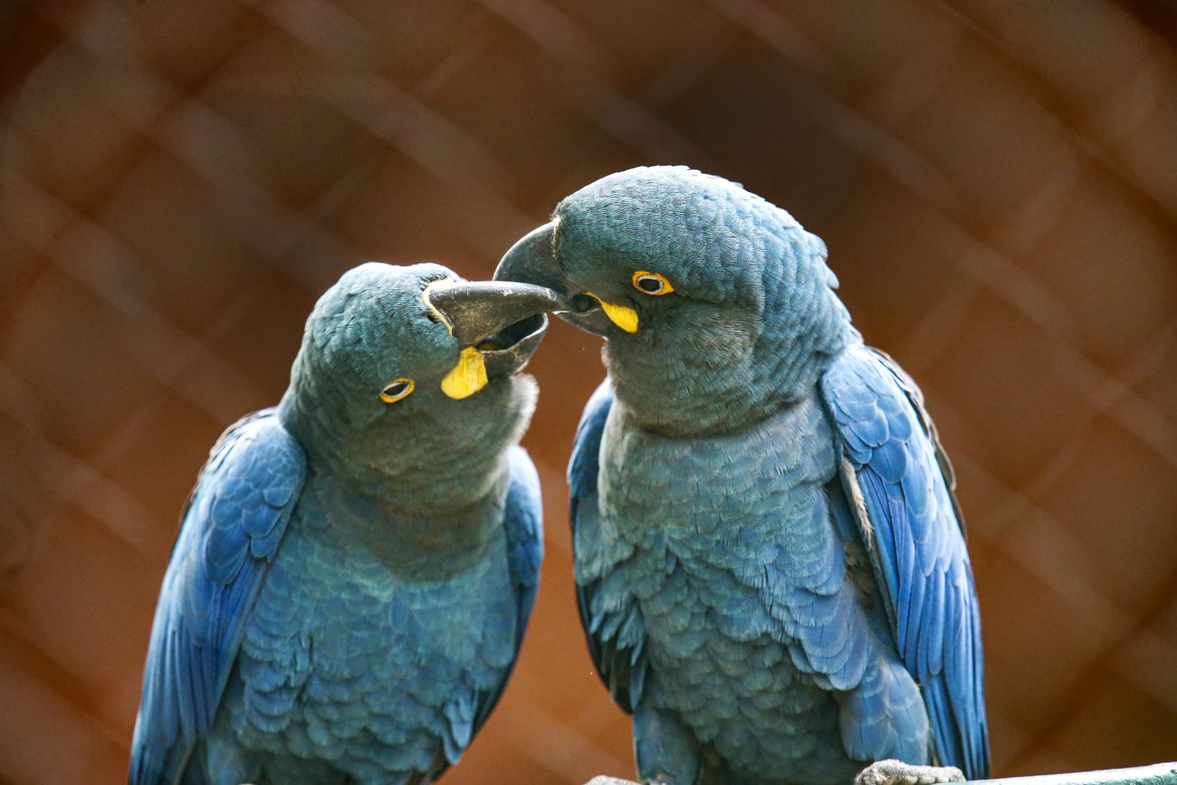 Casal de ararinhas-azuis. Ilustra matéria sobre animais em extinção.