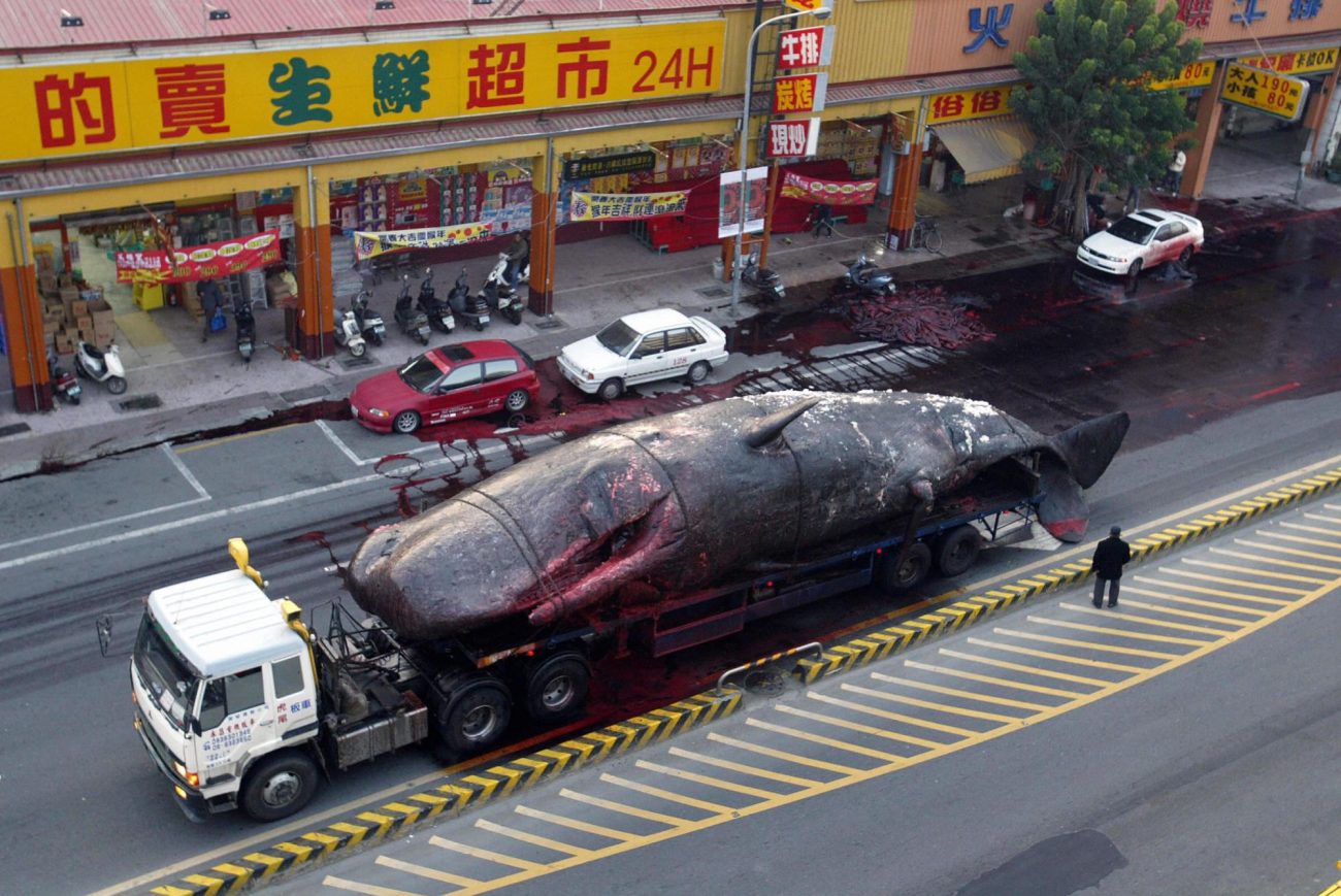 Baleia explodiu em Taiwan no meio da cidade